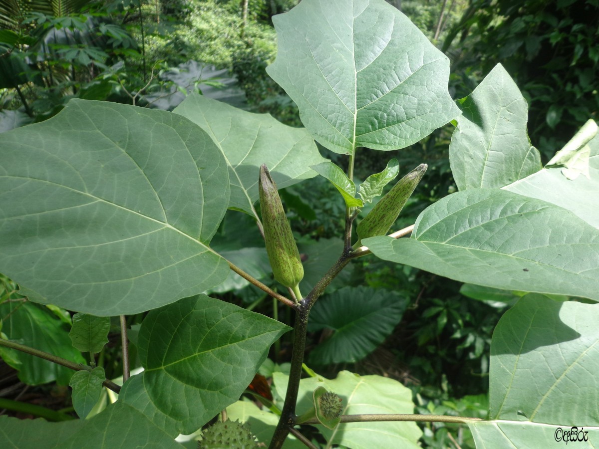 Datura metel L.